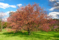National Arboretum, Washington, DC