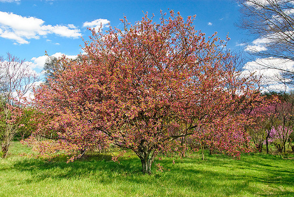 National Arboretum, Washington, DC