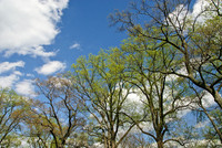 National Arboretum, Washington, DC