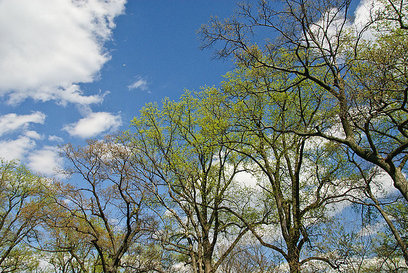 National Arboretum, Washington, DC