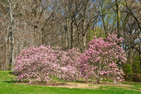 National Arboretum, Washington, DC
