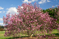 National Arboretum, Washington, DC