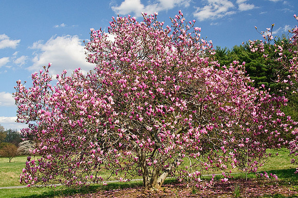 National Arboretum, Washington, DC