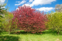 National Arboretum, Washington, DC