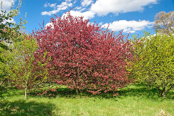 National Arboretum, Washington, DC
