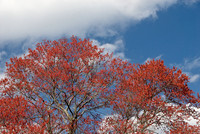 National Arboretum, Washington, DC