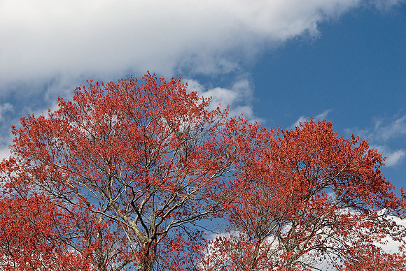 National Arboretum, Washington, DC