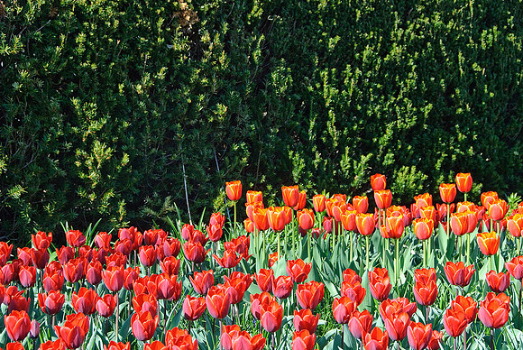 Brookside Gardens, Wheaton, MD