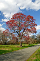 National Arboretum, Washington, DC