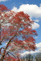 National Arboretum, Washington, DC