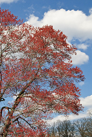 National Arboretum, Washington, DC