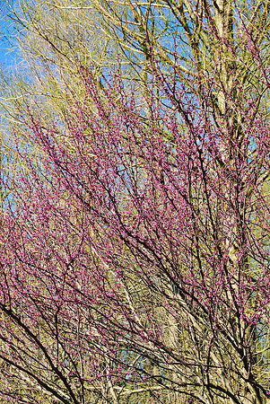 Brookside Gardens, Wheaton, MD