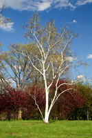 National Arboretum, Washington, DC
