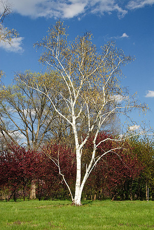 National Arboretum, Washington, DC