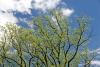 National Arboretum, Washington, DC