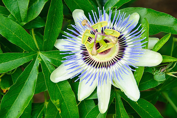Passion Flower