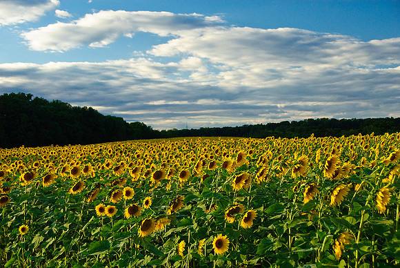 Sunflowers, Jarretsville, MD