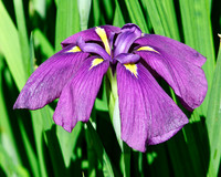 Iris