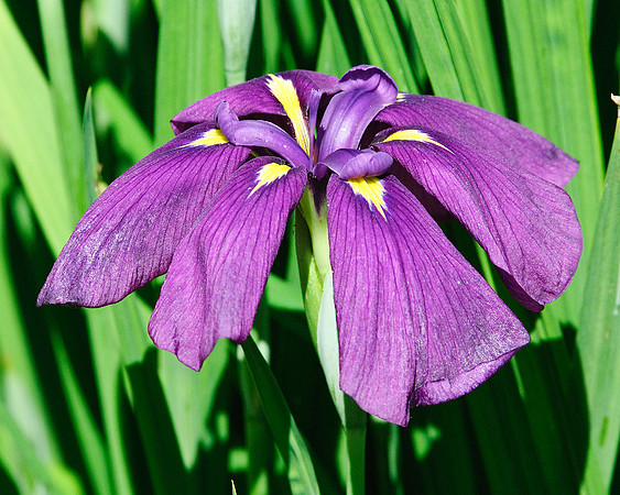 Iris
