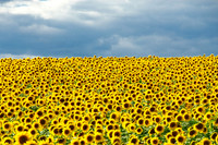Sunflowers, Jarretsville, MD