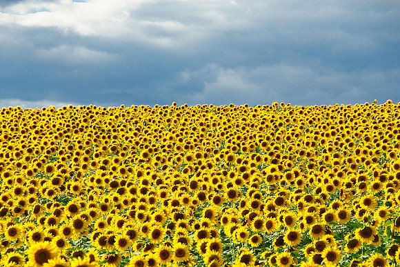 Sunflowers, Jarretsville, MD
