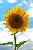 Sunflowers, Jarretsville, MD