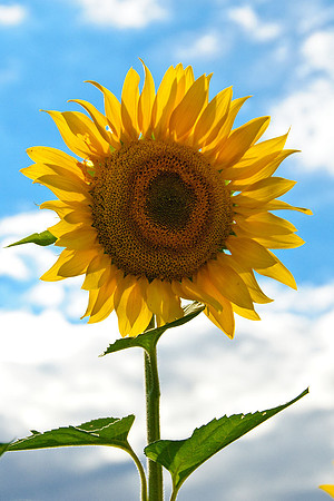Sunflowers, Jarretsville, MD