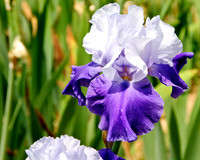Iris