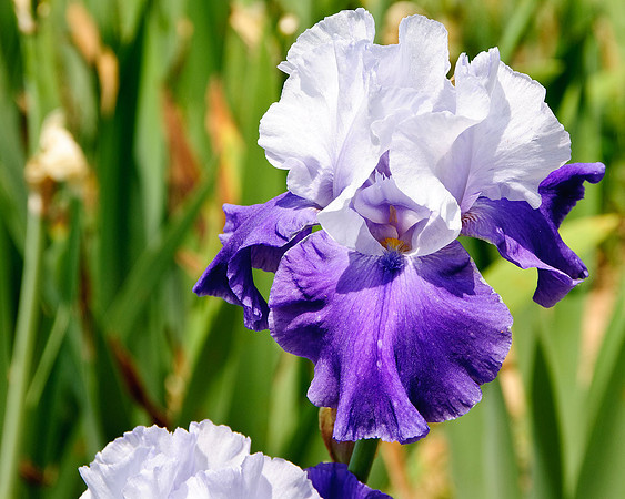 Iris
