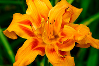 Daylilly