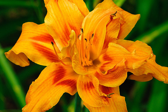 Daylilly
