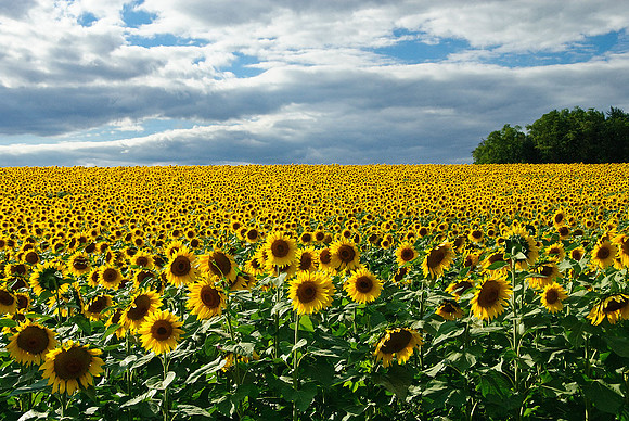 Sunflowers, Jarretsville, MD