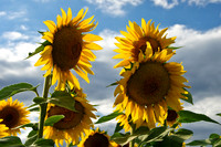 Sunflowers, Jarretsville, MD