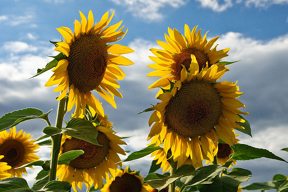 Sunflowers, Jarretsville, MD