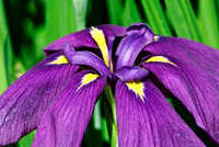 Iris