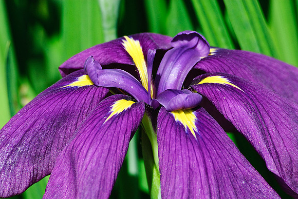 Iris