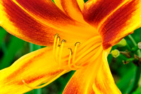 Daylilly