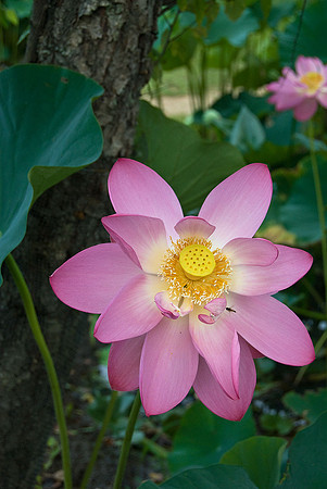 Lotus