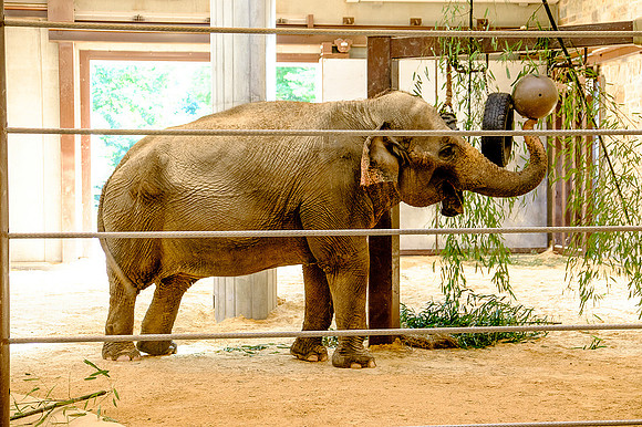 National Zoo, Washington DC