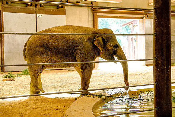 National Zoo, Washington DC