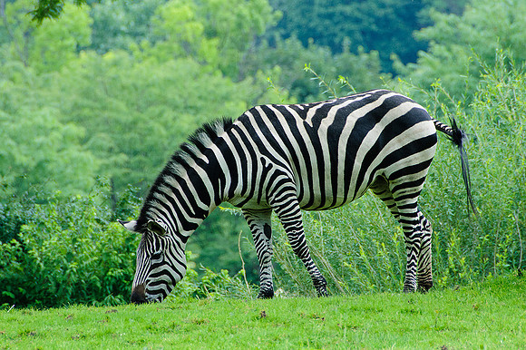 Pittsburgh Zoo