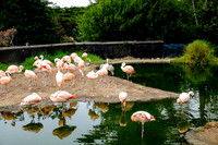 San Francisco Zoo