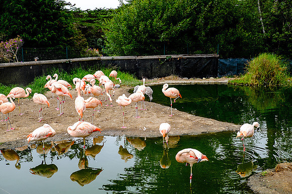 San Francisco Zoo