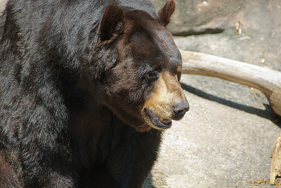 Pittsburgh Zoo