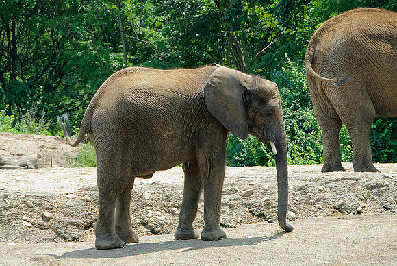 Pittsburgh Zoo