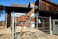 San Francisco Zoo