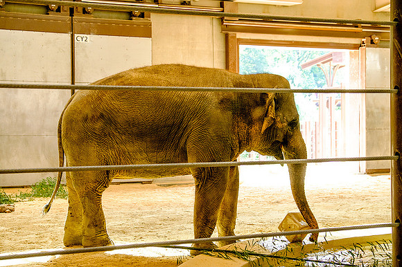 National Zoo, Washington DC