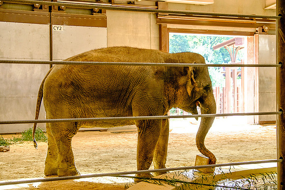 National Zoo, Washington DC
