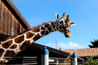 San Francisco Zoo