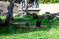 San Francisco Zoo